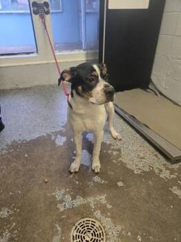 Lee -  Mixed Breed Dog for Adoption in Mobile, Alabama - Lee | PetCurious