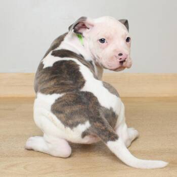 Pit Bull Terrier Dogs Available for Adoption in Minnetonka, Minnesota - Caper D68976 | PetCurious