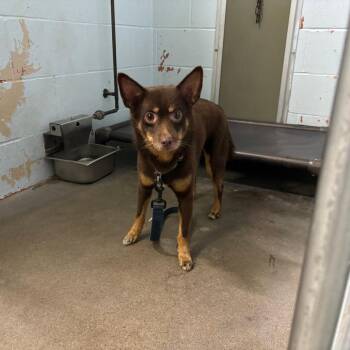 Swayze -  Pomeranian and Shiba Inu Dog for Adoption in Saint Joseph, Missouri - Swayze | PetCurious