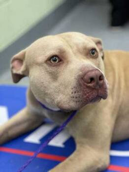 Rescue Pit Bull Terrier and Mixed Breed Dogs for Adoption in Longview, Texas - Cosmo | PetCurious