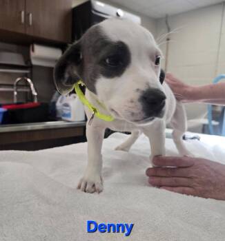 Australian Cattle Dog Blue Heeler Dogs Available for Adoption in Fullerton, Pennsylvania - Denny | PetCurious