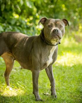 RAIN (0066) -  American Bully Dog for Adoption in Bridgeport, Connecticut - RAIN (0066) | PetCurious
