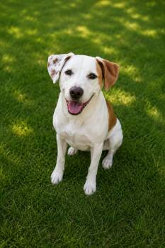 Woody -  Labrador Retriever and American Staffordshire Terrier Dog for Adoption in Houston, Texas - Woody | PetCurious