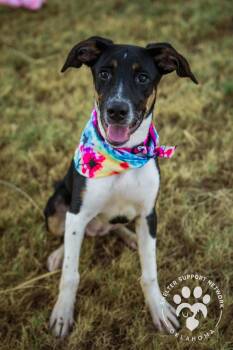 JENNY -  Smooth Collie and Jack Russell Terrier Dog for Adoption in Claremore, Oklahoma - JENNY | PetCurious