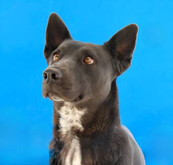 OREA -  Australian Cattle Dog Blue Heeler Dog for Adoption in Pasadena, California - OREA | PetCurious
