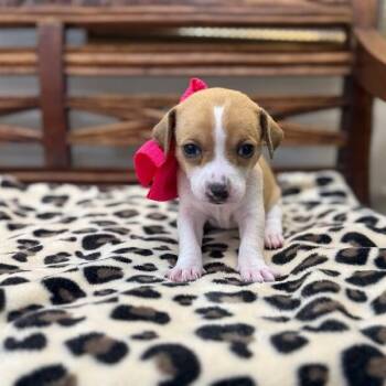 Chihuahua and Terrier Dogs Available for Adoption in Friendswood, Texas - Butter Bean Polly Pocket | PetCurious