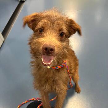 Bobby -  Terrier Dog for Adoption in Greensboro, North Carolina - Bobby | PetCurious