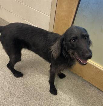 JANE -  Labrador Retriever and Poodle Dog for Adoption in Loveland, Colorado - JANE | PetCurious