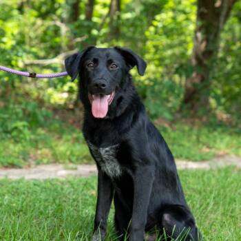 Walker -  Mixed Breed Dog for Adoption in Houston, Texas - Walker | PetCurious