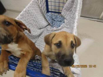 Hound Dogs Available for Adoption in Marietta, Georgia - (505) | PetCurious