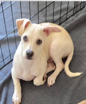 Terrier and Chiweenie Dogs Available for Adoption in Oakdale, California - Lucas | PetCurious