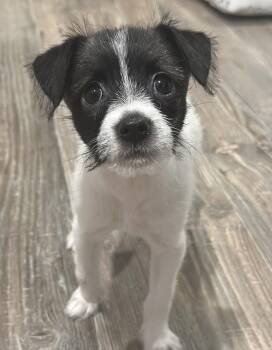 Terrier Dogs Available for Adoption - Millie Bob’s Burgers | PetCurious