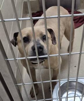 Pit Bull Terrier Dogs Available for Adoption in Decatur, Illinois - CINNABON | PetCurious