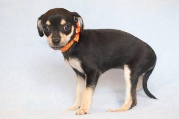 Jiggle: Mousse -  Chihuahua Dog for Adoption in Palo Alto, California - Jiggle: Mousse | PetCurious
