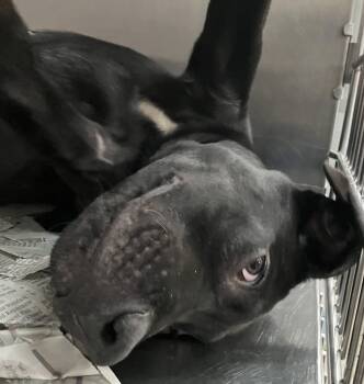 Midnight -  Mixed Breed Dog for Adoption in Parma, Ohio - Midnight | PetCurious