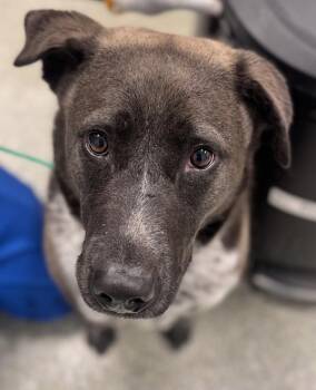Labrador Retriever and Australian Cattle Dog Blue Heeler Dogs Available for Adoption in Houston, Texas - Olso | PetCurious