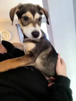 Mixed Breed Dogs Available for Adoption - Batman | PetCurious