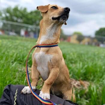 Dachshund Dogs Available for Adoption in Wimberley, Texas - Freddy | PetCurious