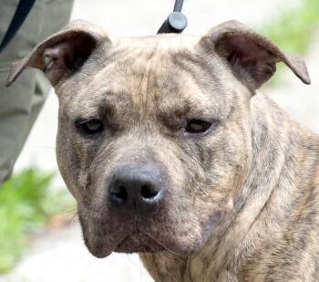 Rescue Pit Bull Terrier Dogs for Adoption in New Haven, Connecticut - #134 Houdini | PetCurious