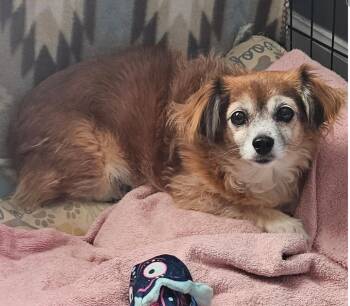 Ginger -  Chihuahua Dog for Adoption in Centerville, Georgia - Ginger | PetCurious