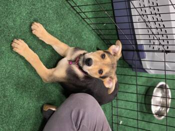 German Shepherd Dog Dogs Available for Adoption - Cedar | PetCurious