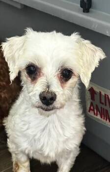 Martin -  Maltese Dog for Adoption in Washington, District Of Columbia - Martin | PetCurious