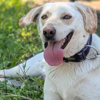 Elly -  Labrador Retriever and Spaniel Dog for Adoption in Morristown, New Jersey - Elly | PetCurious