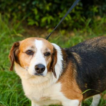 Freya -  Beagle and Collie Dog for Adoption in Hattiesburg, Mississippi - Freya | PetCurious