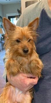 Malibu -  Yorkshire Terrier Dog for Adoption in Milner, Georgia - Malibu | PetCurious