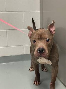 Pit Bull Terrier Dogs Available for Adoption in St. Cloud, Florida - SADIE | PetCurious