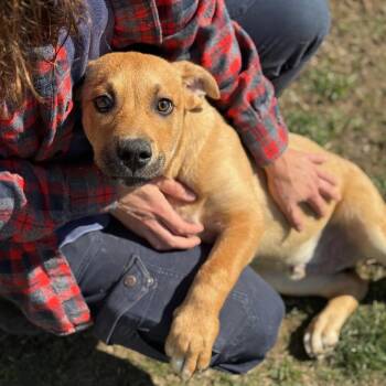 Mixed Breed Dogs Available for Adoption in Chicago, Illinois - Kane | PetCurious