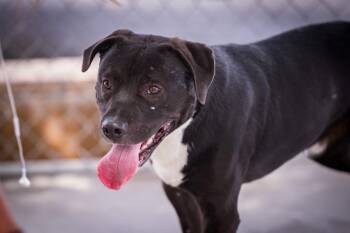 Pit Bull Terrier and Australian Cattle Dog Blue Heeler Dogs Available for Adoption in Twentynine Palms, California - Ghost Face | PetCurious