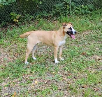 Honey -  Black Mouth Cur and German Shepherd Dog Dog for Adoption in Washingtonville, New York - Honey | PetCurious
