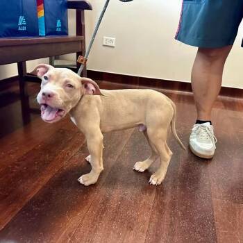 Demon ~ Coming Soon!!! -  Pit Bull Terrier Dog for Adoption in Chicago, Illinois - Demon ~ Coming Soon!!! | PetCurious