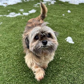 Yorkshire Terrier Dogs Available for Adoption - Sassy | PetCurious