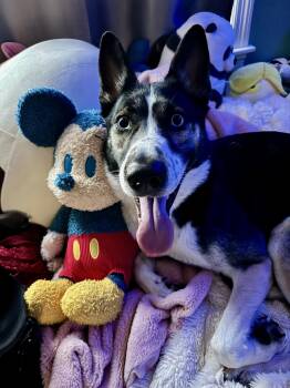 Husky and Collie Dogs Available for Adoption in Santa Monica, California - Blue  | PetCurious