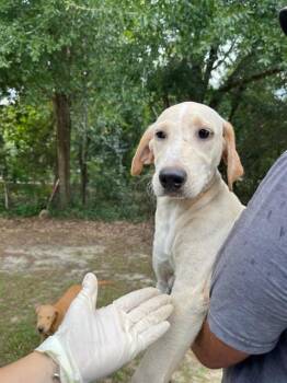 PERSNICKETY -  Mixed Breed Dog for Adoption in Fort Walton Beach, Florida - PERSNICKETY | PetCurious