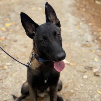 Rescue Belgian Shepherd Malinois Dogs for Adoption in Duck River, Tennessee - Bugatti | PetCurious