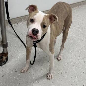 Pit Bull Terrier Dogs Available for Adoption in Indianapolis, Indiana - Stella | PetCurious