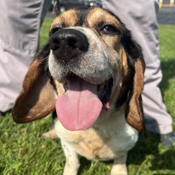 190856 Beulah LOOKING FOR OWNER -  Basset Hound and Beagle Dog for Adoption in Ravenna, Ohio - 190856 Beulah LOOKING FOR OWNER | PetCurious