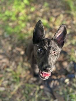 German Shepherd Dog Dogs Available for Adoption in Houston, Texas - Sol  | PetCurious