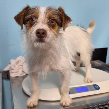 Jack Russell Terrier Dogs Available for Adoption in Jefferson City, Tennessee - Benjamin | PetCurious