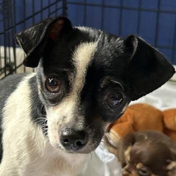 Honda Mae -  Mixed Breed Dog for Adoption in Leander, Texas - Honda Mae | PetCurious
