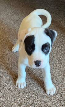 Crystal -  Pit Bull Terrier and American Bulldog Dog for Adoption in Oxford, Michigan - Crystal | PetCurious