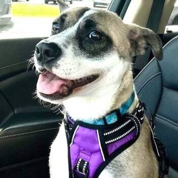 Rescue Terrier and Boxer Dogs for Adoption in Muncie, Indiana - Arlo | PetCurious