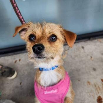 Chihuahua and Mixed Breed Dogs Available for Adoption in Fort Lauderdale, Florida - Bambi & Bree | PetCurious