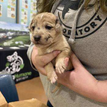 Rescue Australian Cattle Dog Blue Heeler and Basset Hound Dogs for Adoption in Lynchburg, Virginia - Mademoiselle | PetCurious