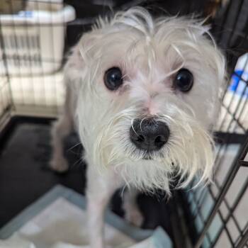 Rescue Maltese and Shih Tzu Dogs for Adoption in Houston, Texas - Sugar Baby | PetCurious