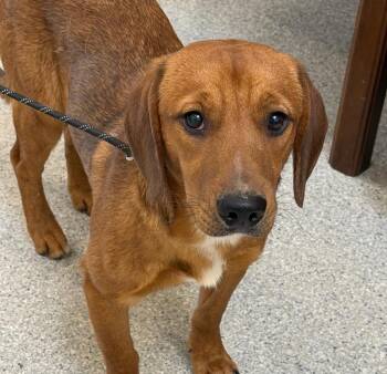 Mixed Breed Dogs Available for Adoption - Pendleton | PetCurious