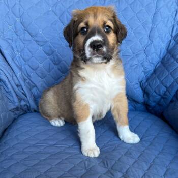 Rescue Boxer and Siberian Husky Dogs for Adoption in Olathe, Kansas - Waldo | PetCurious